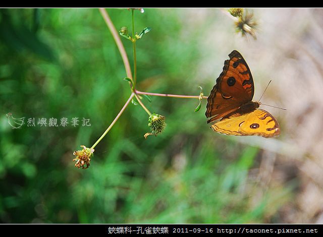 蛺蝶科-孔雀蛺蝶_07