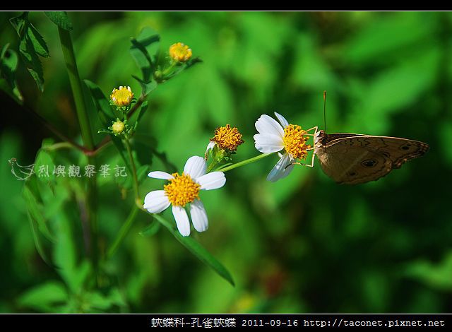 蛺蝶科-孔雀蛺蝶_04