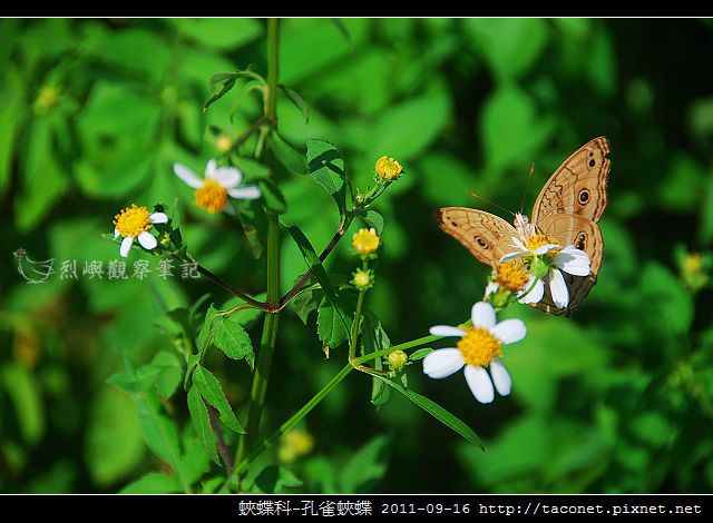 蛺蝶科-孔雀蛺蝶_01