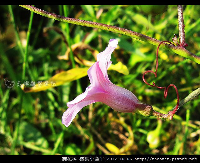旋花科-槭葉小牽牛_12