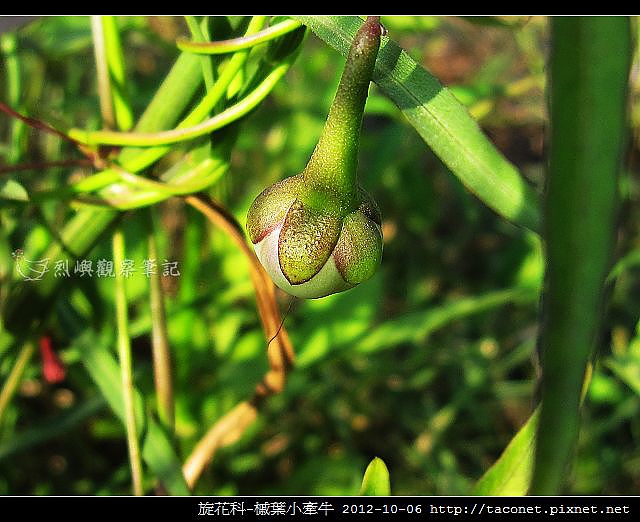 旋花科-槭葉小牽牛_11