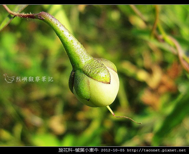 旋花科-槭葉小牽牛_01