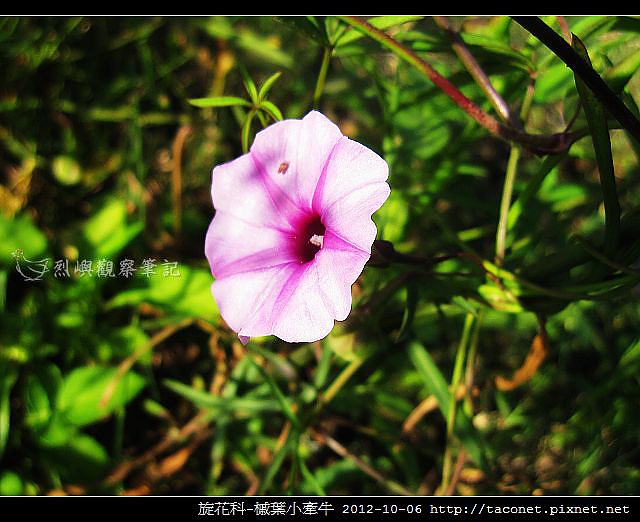 旋花科-槭葉小牽牛_10