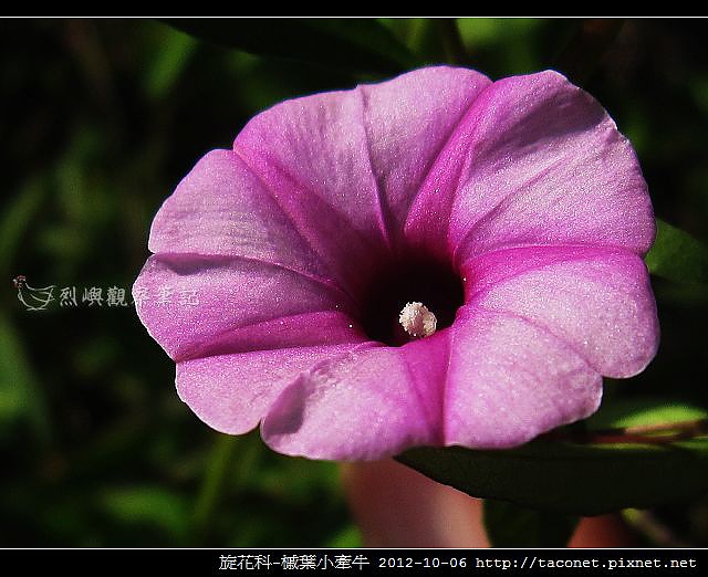 旋花科-槭葉小牽牛_07