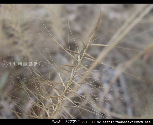 禾本科-大穗茅根_04