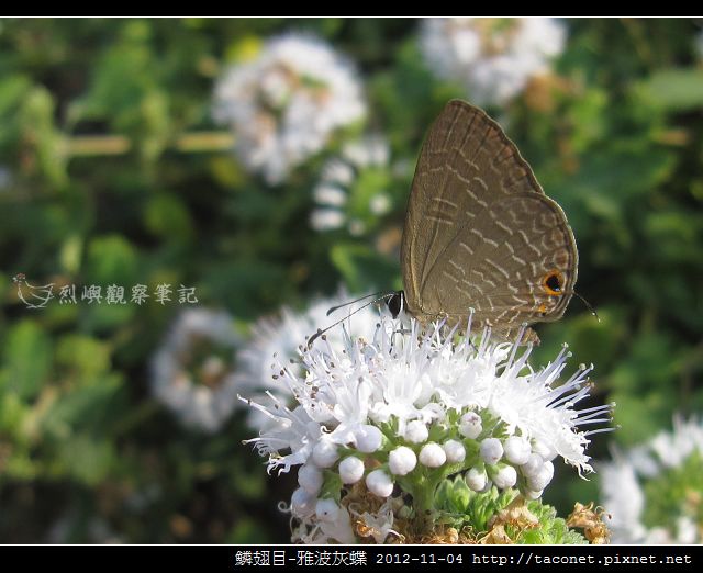 鱗翅目-雅波灰蝶_13