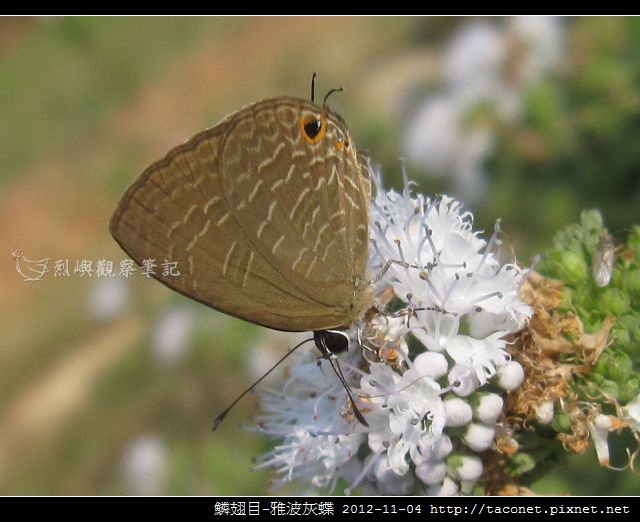 鱗翅目-雅波灰蝶_12