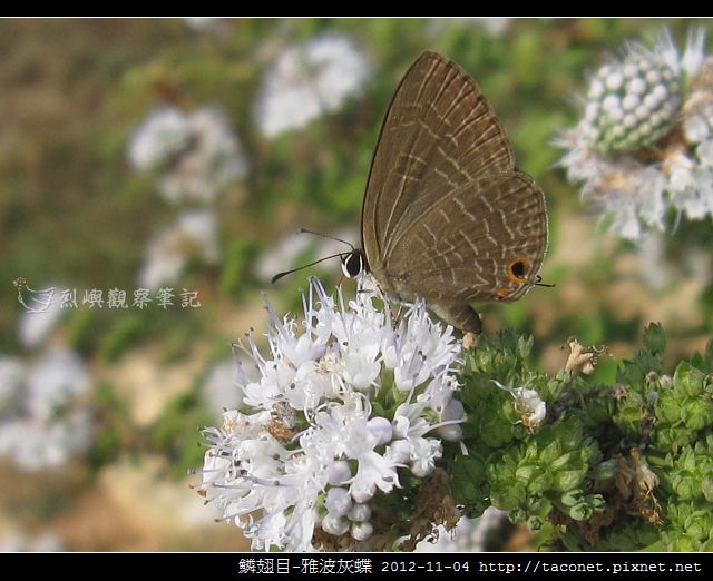 鱗翅目-雅波灰蝶_09