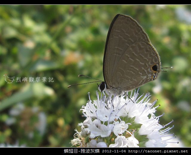 鱗翅目-雅波灰蝶_06