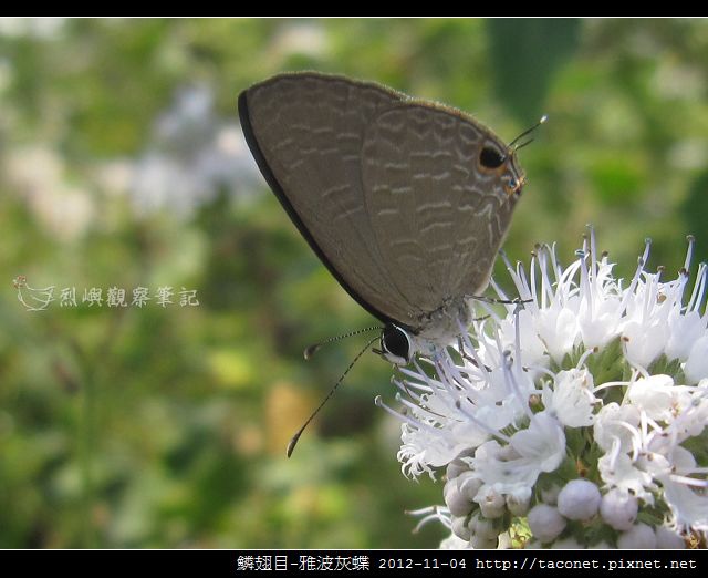 鱗翅目-雅波灰蝶_07