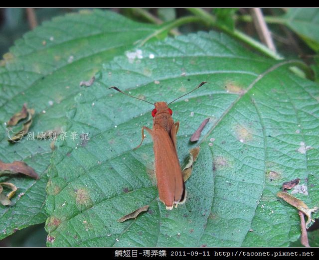 鱗翅目-瑪弄蝶_03