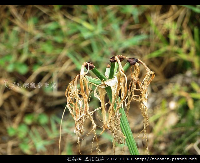 石蒜科-金花石蒜_15