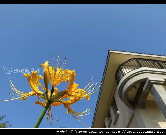 石蒜科-金花石蒜_05