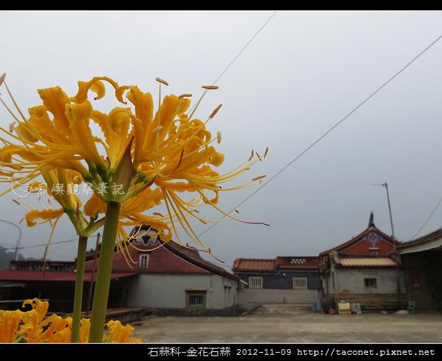 石蒜科-金花石蒜_10