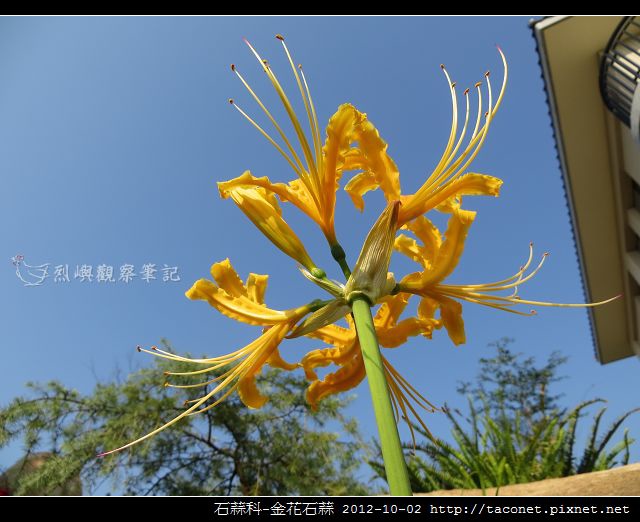 石蒜科-金花石蒜_07