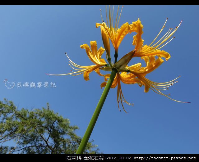 石蒜科-金花石蒜_06
