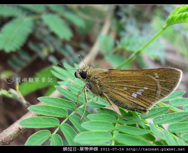 鱗翅目-單帶弄蝶_01