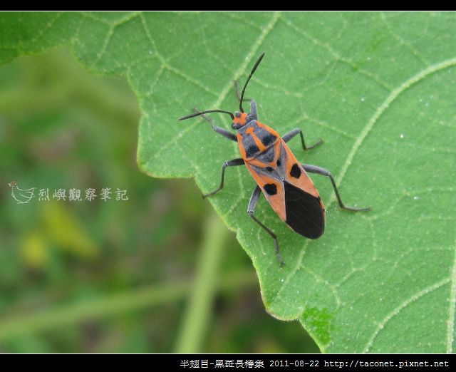 半翅目-黑斑長椿象_06