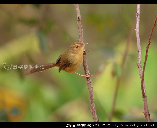 雀形目-褐頭鷦鶯_04
