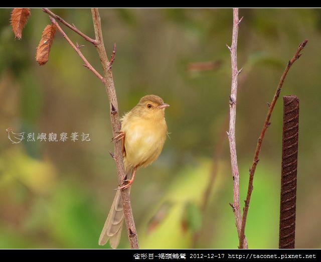 雀形目-褐頭鷦鶯_03