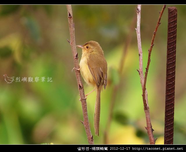 雀形目-褐頭鷦鶯_02