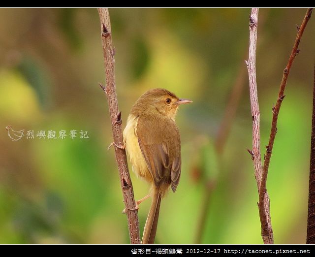 雀形目-褐頭鷦鶯_01