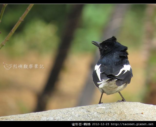 雀形目-鵲鴝_06
