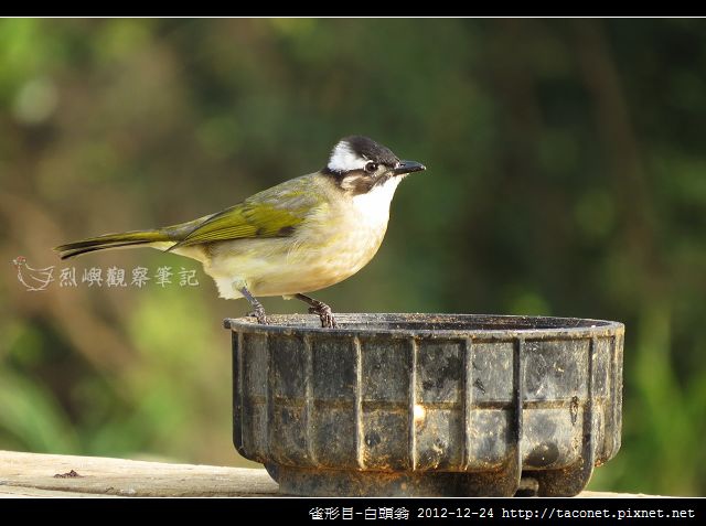 雀形目-白頭翁相簿封面