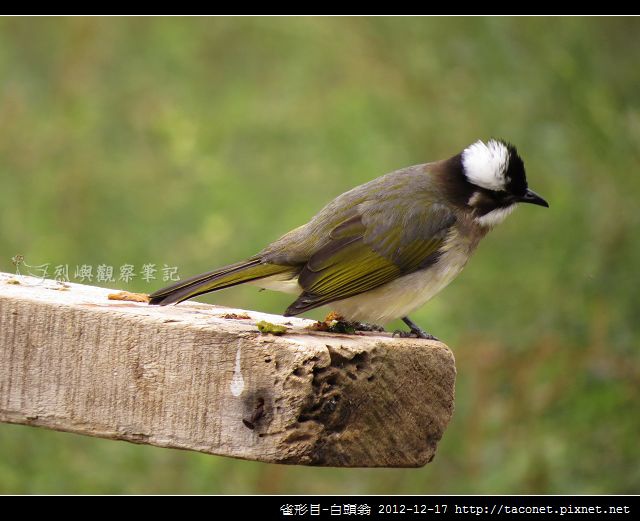 雀形目-白頭翁_02