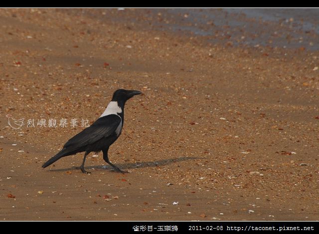 雀形目-玉頸鴉_01