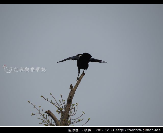 雀形目-玉頸鴉_08