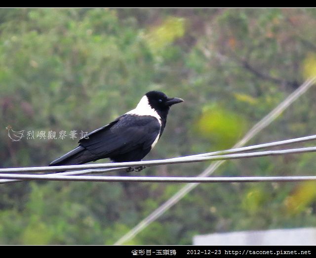 雀形目-玉頸鴉_05