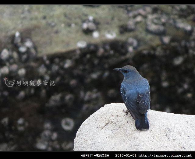 雀形目-藍磯鶇_11