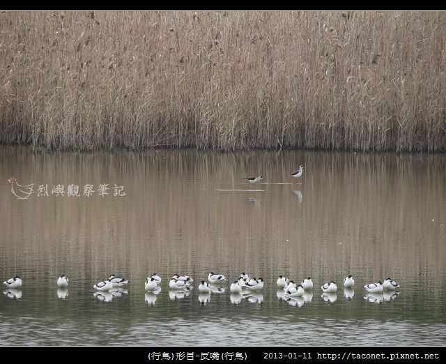 反嘴_05