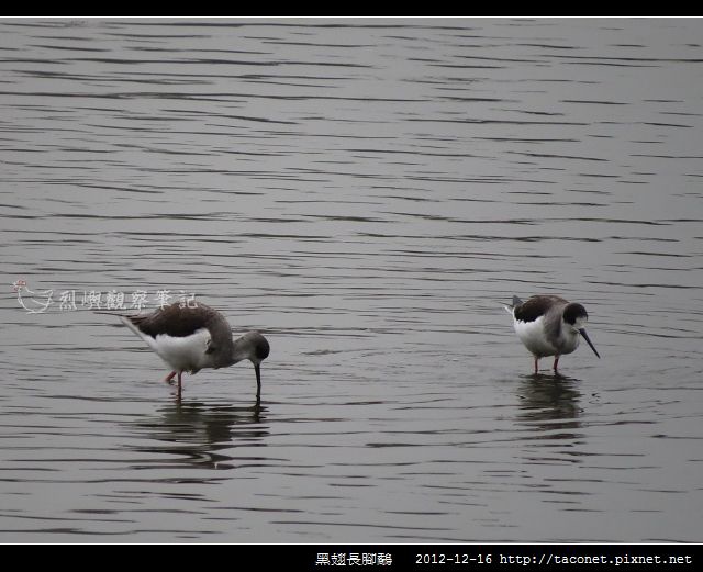 黑翅長腳鷸_01