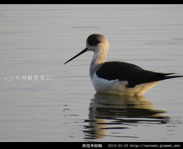 黑翅長腳鷸_08