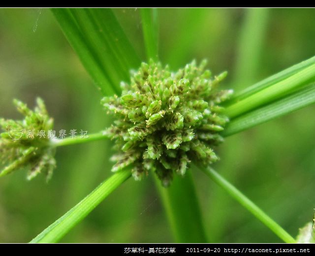 莎草科-異花莎草相簿封面