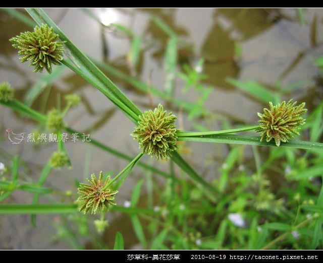 莎草科-異花莎草_01