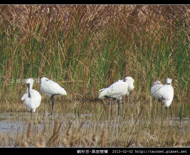 Platalea minor_01