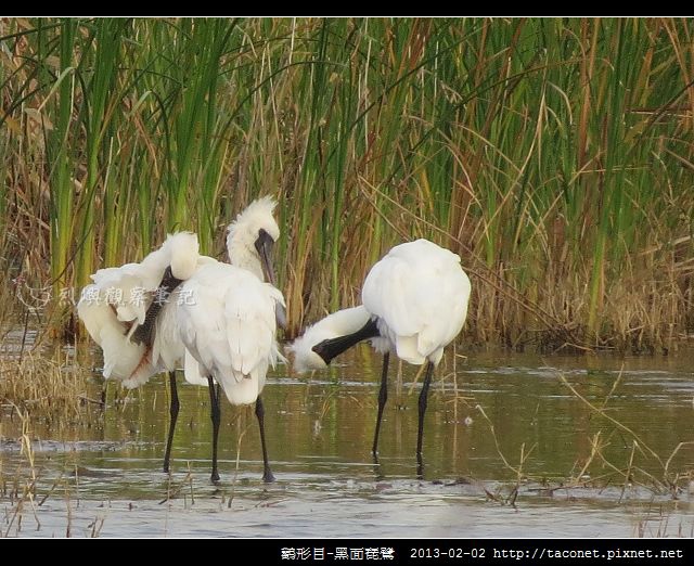 Platalea minor_07