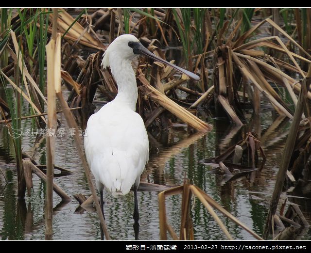 Platalea minor_06