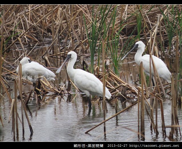 Platalea minor_05
