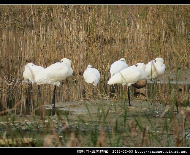 Platalea minor_04