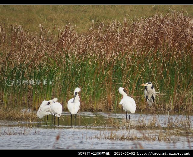 Platalea minor_03