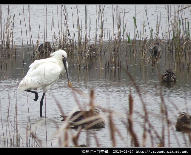 Platalea leucorodia_06