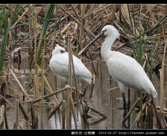 Platalea leucorodia_05