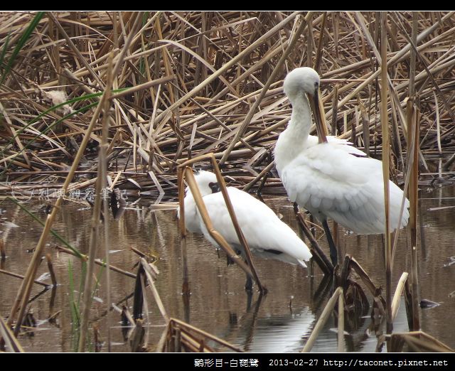 Platalea leucorodia_03