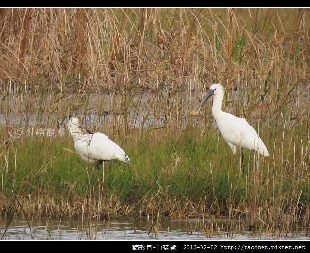 Platalea leucorodia_02