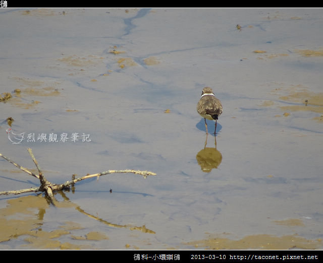 鴴科-小環頸鴴-13