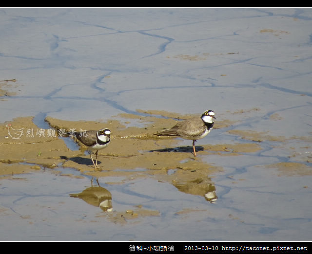 鴴科-小環頸鴴-10